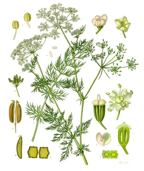 Botanisk plansje med karveplante, røtter, blomster og forstørrede frukter.